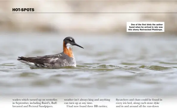  ??  ?? One of the first birds the author found when he arrived in July was this showy Red-necked Phalarope.