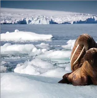  ??  ?? Footage of a walrus and her pup struggling to find a piece of ice large enough to rest on was indicative of the strain of sadness running through Blue Planet II