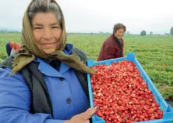  ??  ?? Oro rosso La raccolta delle fragole nelle coltivazio­ni di Rigoni di Asiago in Bulgaria