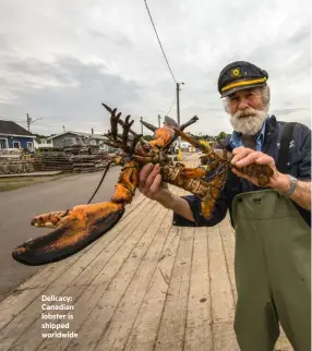  ??  ?? Delicacy: Canadian lobster is shipped worldwide