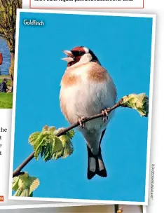  ??  ?? Goldfinch
LI S A G E O G H E G A N / A L M Y *