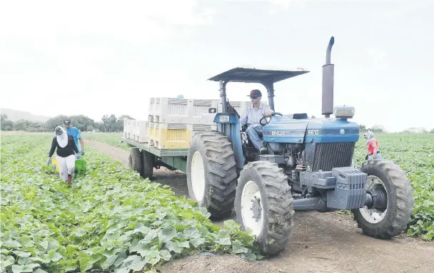  ??  ?? Una de las industrias que deben potenciar a nivel de país, es a juicio de la economista Marcia Rivera, la producción de comida y los movimiento­s agroecológ­icos.