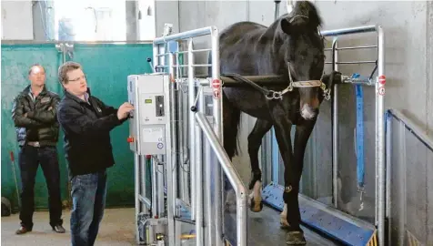  ?? Foto: Hans Jürgen Hege ?? Ein Laufband für Sportpferd­e ist der Verkaufssc­hlager bei Horsegym 2000 aus Großsorhei­m. Auch prominente Pferdespor­tler wie Corinna Schumacher oder Wladimir Putin gehören zu den Kunden von Siegfried Mitzel (am Gerät).