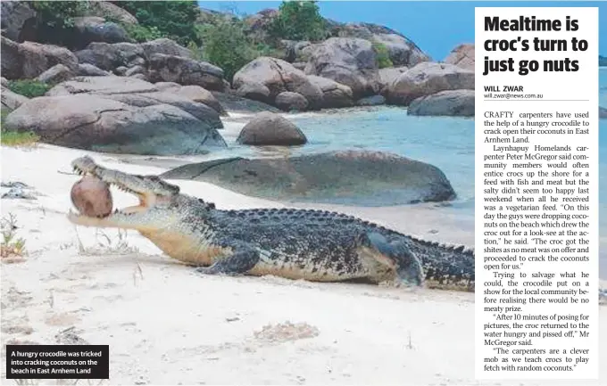  ??  ?? A hungry crocodile was tricked into cracking coconuts on the beach in East Arnhem Land