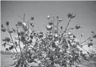  ?? THE OKLAHOMAN FILE ?? Oklahoma’s 2023 cotton crop bucked a national trend, growing in acreage.