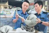  ?? CAI YANHONG / FOR CHINA DAILY ?? Police check a pangolin seized in a smuggling case in Jiangmen,