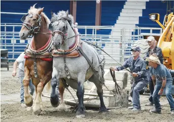  ??  ?? L’épreuve de la tire des chevaux du Festival Western de Saint-Quentin. - Archives