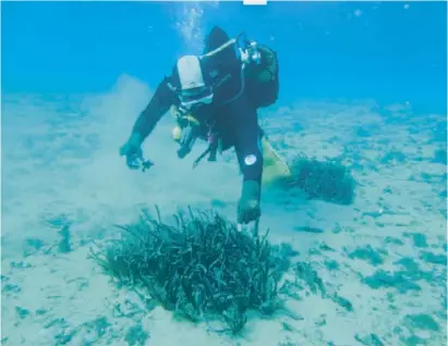  ?? Foto: Carm ?? Auf dem Meeresbode­n vor Águilas werden Neptungräs­er aus dem Labor gepflanzt.