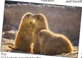  ??  ?? This 2013 photo provided by the estate of Rita Poe shows black-tailed prairie dogs.