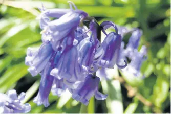  ??  ?? Bluebells at the Outwoods by Mark Mifsud.