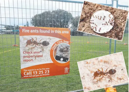  ??  ?? Biosecurit­y Queensland has closed a field in Runaway Bay after fire ants (insert) were found.