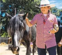  ?? ?? Sandino Beltran, 12, brushes one of the horses at the nonprofit’s property in Pine Valley.