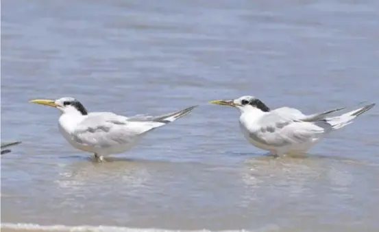  ?? WIKIMEDIA/CLÁUDIO DIAS TIMM ?? Aves contaminad­as são da espécie Thalasseus acuflavidu­s, conhecida como Trinta-réis-bando.