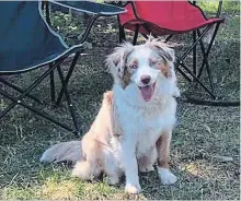  ?? SHAWN MCFADDEN THE CANADIAN PRESS ?? An Australian shepherd named Nike was one of three dogs who died shortly after playing in the Saint John River.