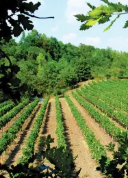  ??  ?? Tra passato e futuro Sopra il titolare di Bulfon vini con la sua famiglia. Sotto alcuni vitigni dell’azienda