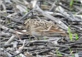  ?? PHOTO BY RUSS NAMITZ ?? Pictured is a European skylark, crowned as Humboldt County Bird of the Year for 2021.
This is a pine warbler. The pine warbler placed fourth in Humboldt County Bird of the Year honors.