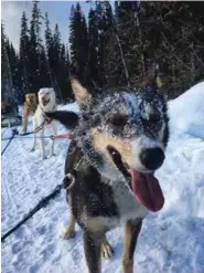  ??  ?? ABOVE: There’s plenty to do if you want some time away from skiing, dogsleddin­g can be organised from Sun Peaks Village