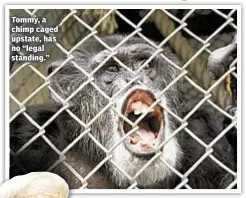 ??  ?? Tommy, a chimp caged upstate, has no “legal standing.”