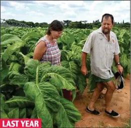  ??  ?? Thriving: Phillip and Anita Rankin inspect their tobacco plants LAST YEAR