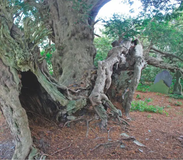  ??  ?? Above left: Birnam Oak, or Macbeth’s Oak Above: Llangernyw Yew, one of the oldest living things in Wales. Left: the sycamore in Dorset beneath which the Tolpuddle Martyrs met