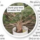  ??  ?? Dunk your tree in water first
