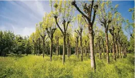  ??  ?? Wo einst karge Ackerfläch­en die Landschaft prägten, schuf der erste Landschaft­sarchitekt der Stiftung, Bernhard Korte, eine arkadische Landschaft.