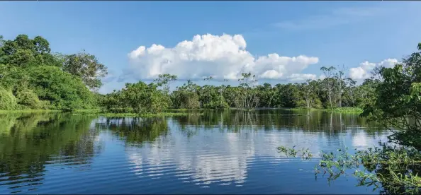  ??  ?? Amazonas. Es el río más caudaloso del mundo.