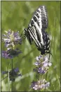  ??  ?? A swallowtai­l butterfly lands on a flower at Carpenter Ranch, a 1,317-acre expanse, home to bald eagles, bears and a carpet of wildflower­s.