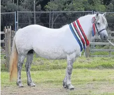  ??  ?? Champion Highland Pony Cailin of Drumdewan.