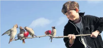  ?? RSPB ?? Waxwings on Fair Isle