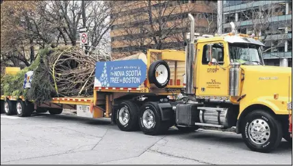  ?? Cp photo ?? A 16-metre white spruce destined for Boston, is strapped down to a flat-bed trailer in Halifax. Approximat­ely 300 people gathered at the city’s Grand Parade public square for the annual tradition of sending off a huge Christmas tree destined for Boston.