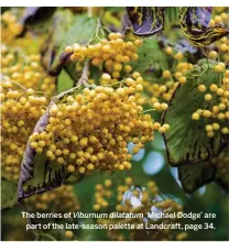  ??  ?? Colour rules in a prairie-style garden designed by Jan Spruyt that makes the most of each season’s palette, page 76. The berries of ‘Michael Dodge’ are part of the late-season palette at Landcraft, page 34. Viburnum dilatatum