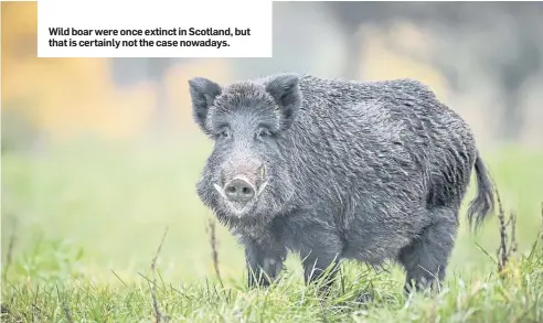  ??  ?? Wild boar were once extinct in Scotland, but that is certainly not the case nowadays.