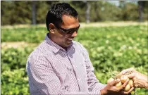  ?? File photo ?? Dr. Chandra Singh, Senior Research Chair, Advanced Post-Harvest Technology Centre, Lethbridge College.