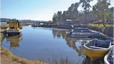  ??  ?? El canal del embarcader­o, donde los guías dejan sus embarcacio­nes, es un cebadero en el que las carpas están muy activas, acostumbra­das a tomar en superficie desechos orgánicos.