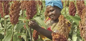  ??  ?? Women farmers usually access land through a male relative.