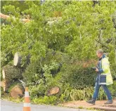  ?? Picture / NZME ?? A police photograph­er at the scene where a falling oak tree killed a motorist during Friday’s storm.