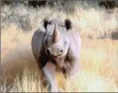  ??  ?? SMALLER GIANT: Black rhino, South Africa (Art Wolfe).