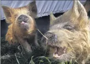  ??  ?? Miniature grass-eating pigs graze the acreage. “They’re the cleanup program,” Greive says. “And the bacon program.”