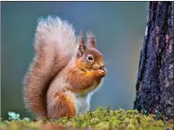  ??  ?? The intelligen­t red squirrel is native to Scotland