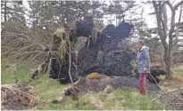  ??  ?? On May 9th, wind gusts reached 100 km/h in Overton Nova Scotia. The Halls were out the day after to investigat­e the damage done by the powerful spring storm.