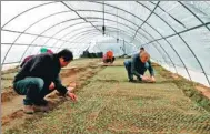  ?? YUAN QINGPAN / CHINA DAILY ?? China Daily’s Erik Nilsson (right) works in a greenhouse in Desheng.