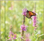  ??  ?? Monarch butterflie­s were the theme of this year’s Best of the Bluffs in Perry Township Aug. 18.