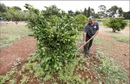  ?? (Photo Dylan Meiffret) ?? Des agrumes ont été plantés formant un nouveau jardin qui ne demande qu’à prospérer.