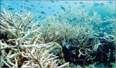  ?? THE NEW YORK TIMES ROD SALM/THE NATURE CONSERVANC­Y/AFP ?? In this handout photo released by US-based charity The Nature Conservanc­y on March 4, 2011, coral shows the effects of bleaching in Indonesia’s Wakatobi archipelag­o.