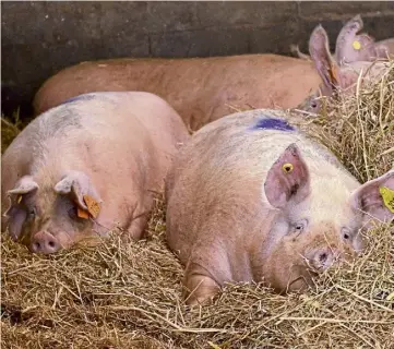  ?? ?? QUALITY OF LIFE: Higher standards are coming for the Pig Assurance Scheme.