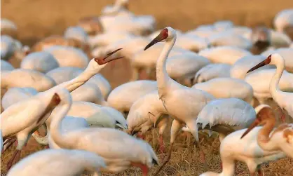  ?? Photograph: Xinhua/Rex/Shuttersto­ck ?? Migrating cranes in a rice paddy in Jiangxi province, China. The Chinese ministry of ecology and environmen­t has announced a third delay to the UN’s Cop15 summit in Kunming.