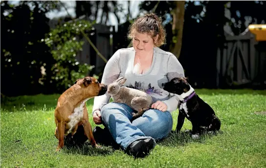  ?? PHOTO: ANDY JACKSON/FAIRFAX NZ ?? Waitara vet nurse Estelle Low enjoys some fun on the back lawn with her highly trained Staffordsh­ire Bull Terriers Dante, 3, left, five-month-old Nym and pet rabbit Thumper.