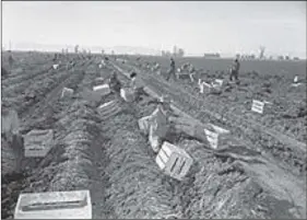  ?? COURTESY PHOTO ?? Workers harvesting carrots, Imperial Valley, California, 1948.