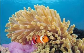  ?? CHRISTIAN LOADER/ THE WASHINGTON POST ?? A false clown anemonefis­h finds a hiding place near Mabul Island.